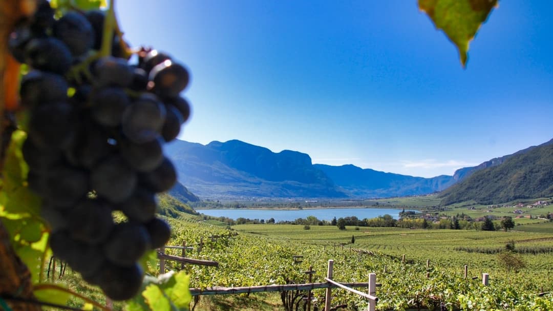 Trauben am Kalterer See